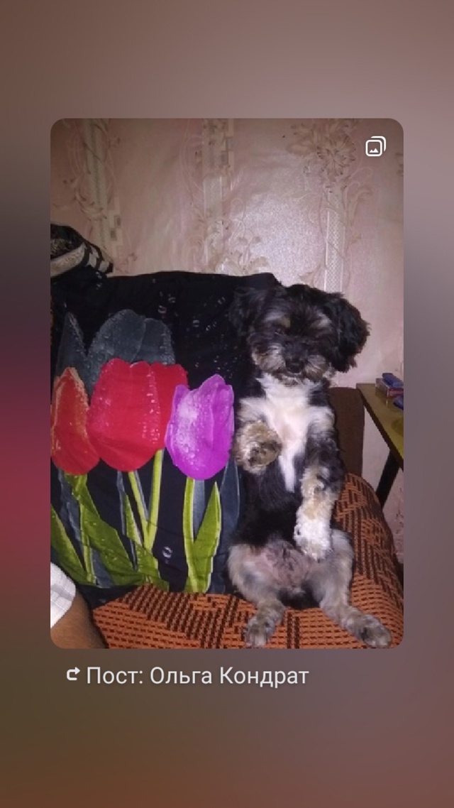 Здравствуйте у меня пропала собака. 14.07 с ул транспортн...