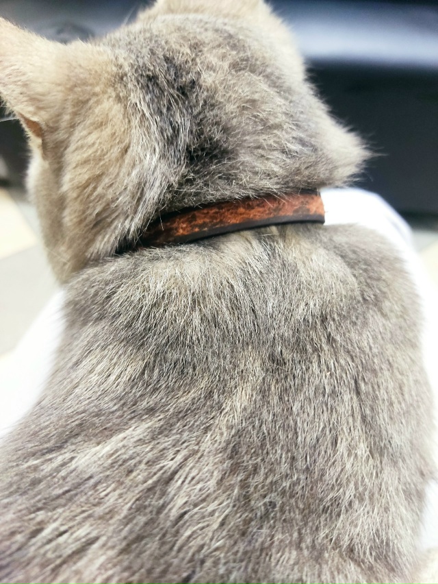 Зашёл в здание на улице Красных партизан 1
Чей потеряшк...