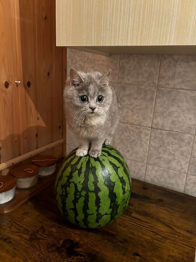 То, что вам сейчас просто необходимо увидеть — кот и ар...