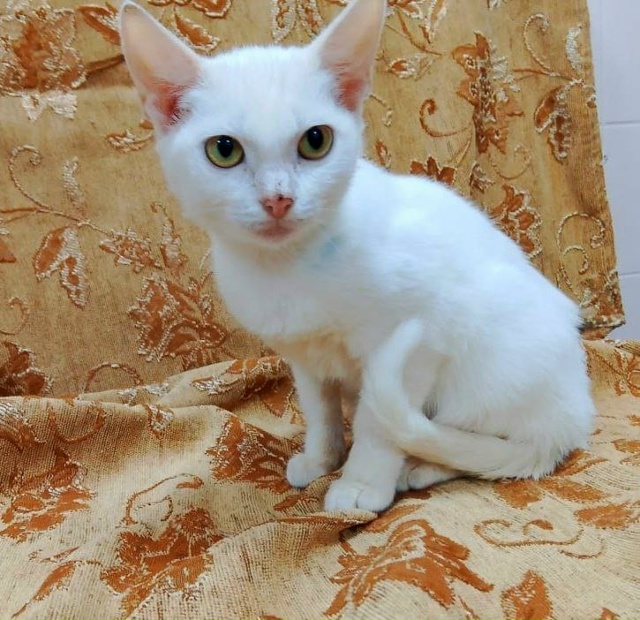 Коты и кошечки ищут дом
Кошки стерилизованы
Обращатьс?...