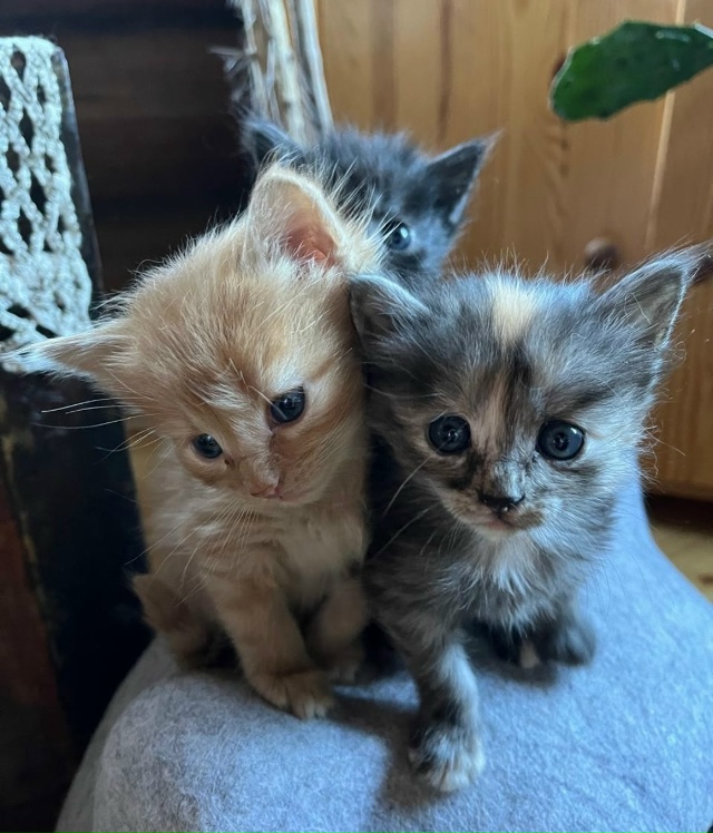 В нашей команде пополнение — ищем дом для трехцветных ...