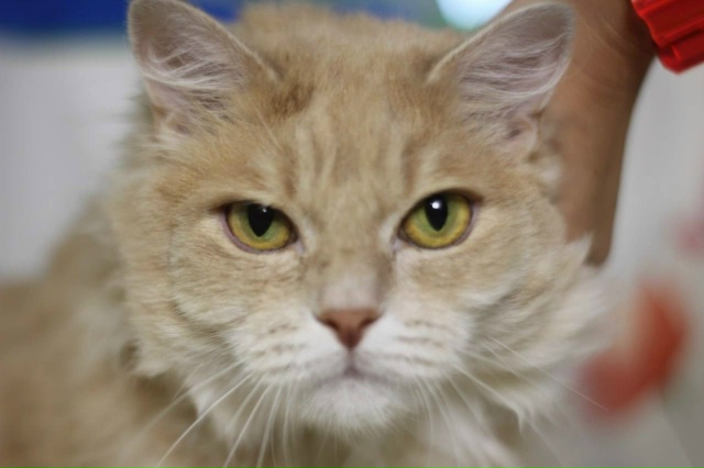 🐾 Кекс ищет дом
Этого котика жизнь уже успела испыта?...