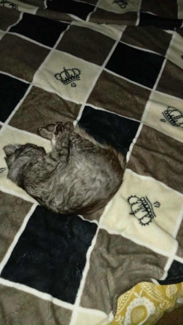 Пропал кот, в конце сентября ушел из дома и не вернулся,...