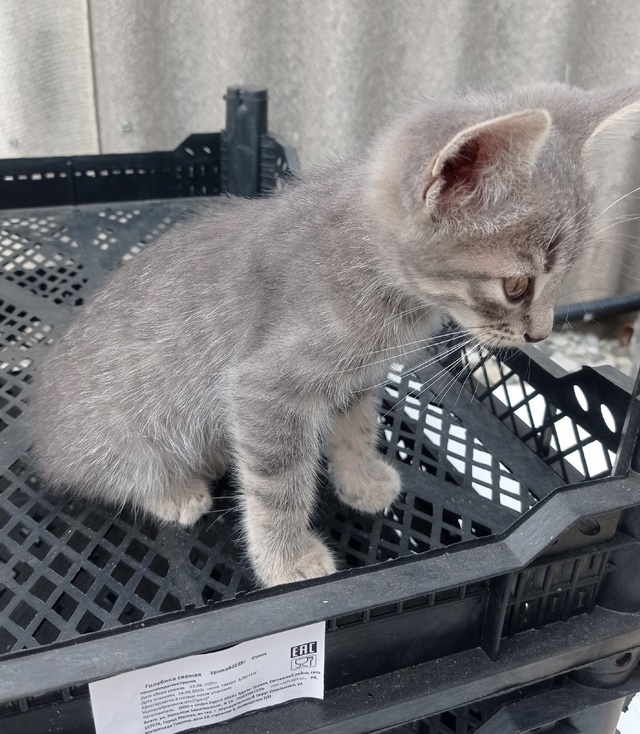 Подкинули котенка, мальчик. Может кому нужен серенький...
