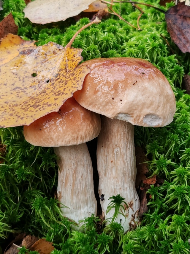 Тихая охота ❤️
16.10.2025г.
г. Рыбинск