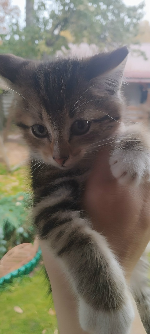 Санкт-Петербург и Ленинградская область
Мы — котята, ?...