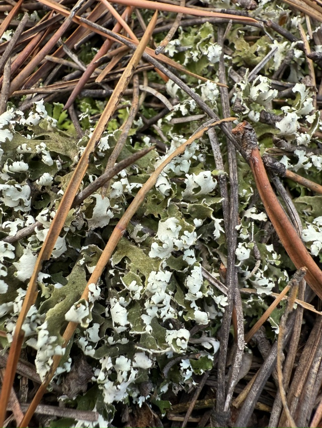 Шишки, иголки и мох. Это все, что нашли в лесу 😁