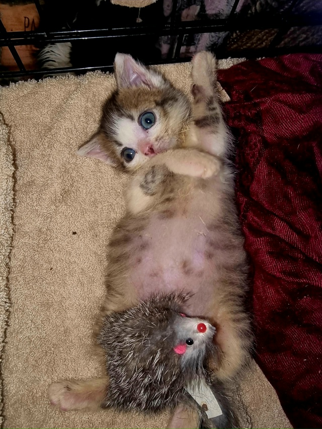 Добрый вечер!