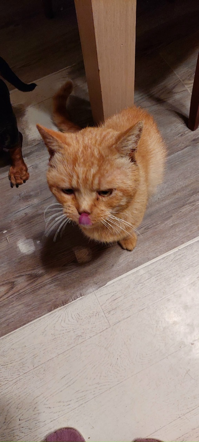 Уважаемые любители чужих котиков из с. Белые Колодези. ...