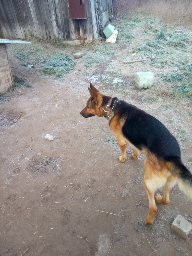 На Чайковский текстиль снова прибежал кобель немецкой...