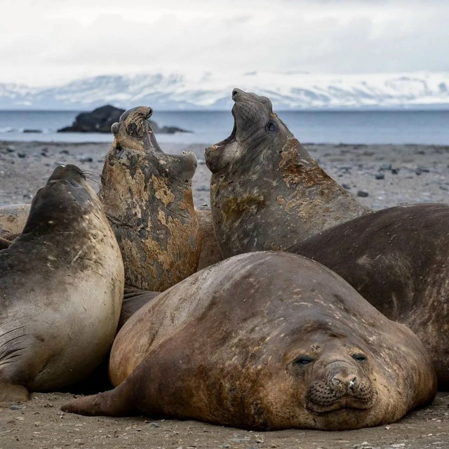 Известный путешественник Федор Конюхов завершил анта?...