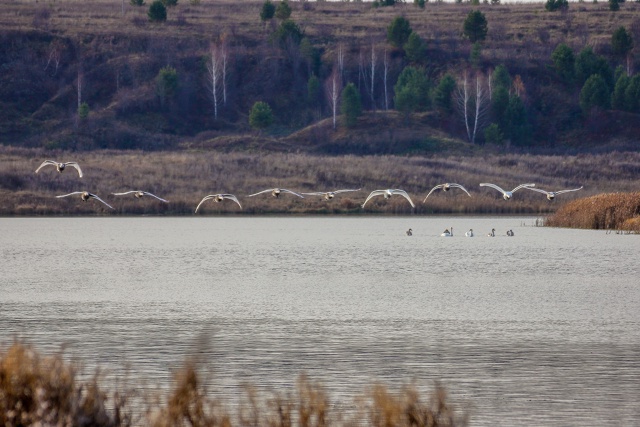 Завораживающая красота лебединого полёта.