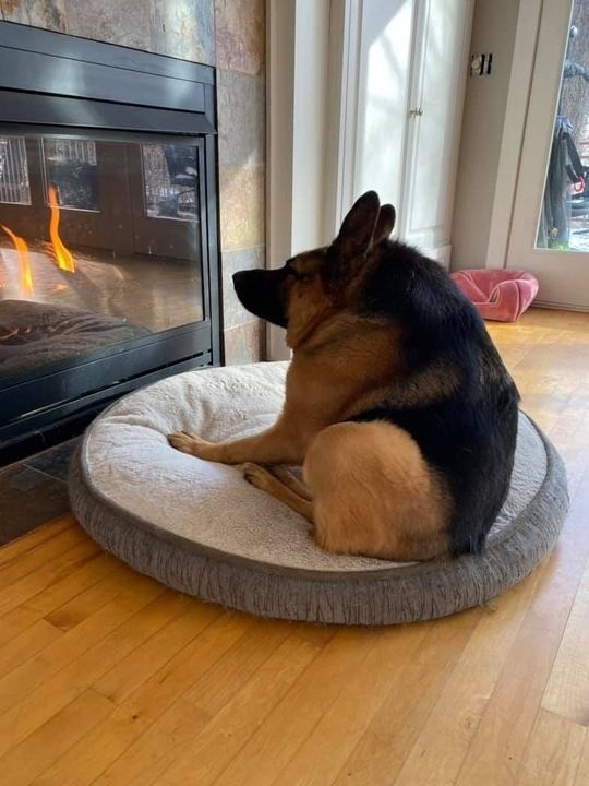 Немецкая овчарка по кличке Quasimodo — одна из всего лишь 12...