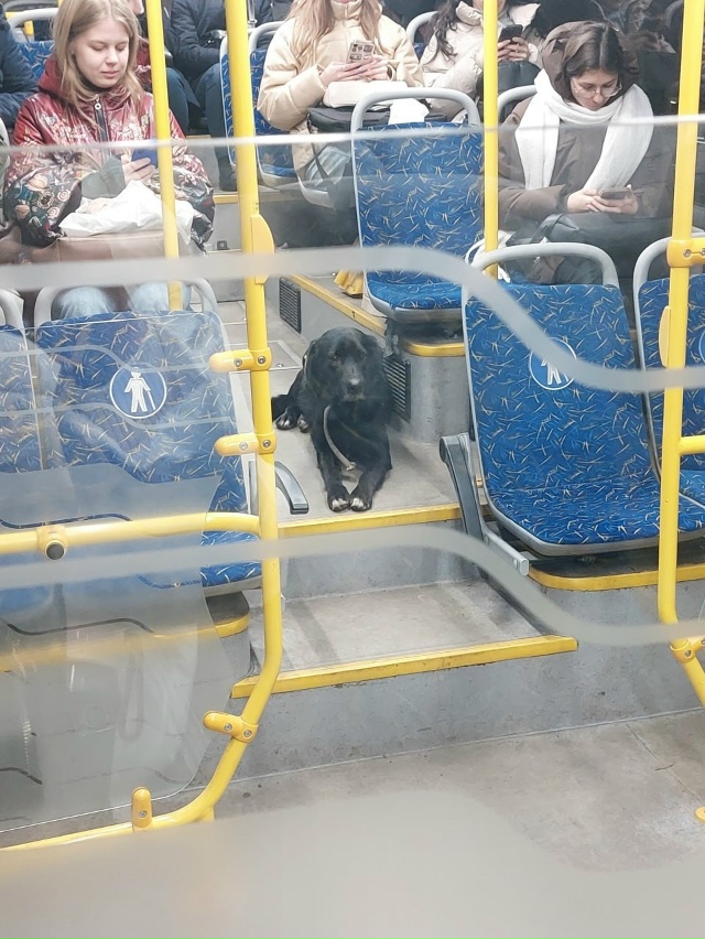 Безбилетный пассажир в 69 автобусе 😀