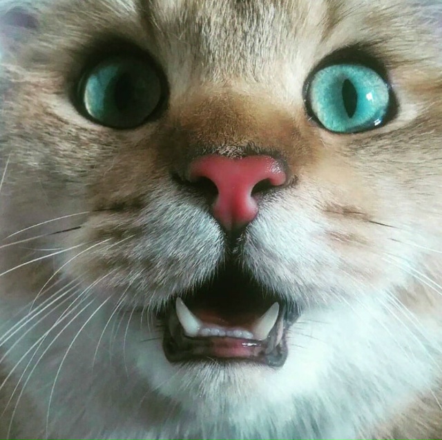 Локи сладкий дуралей.