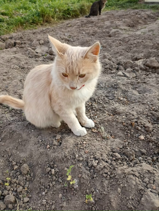 Котики-бездомыши в добрые руки
89105216491 Елена