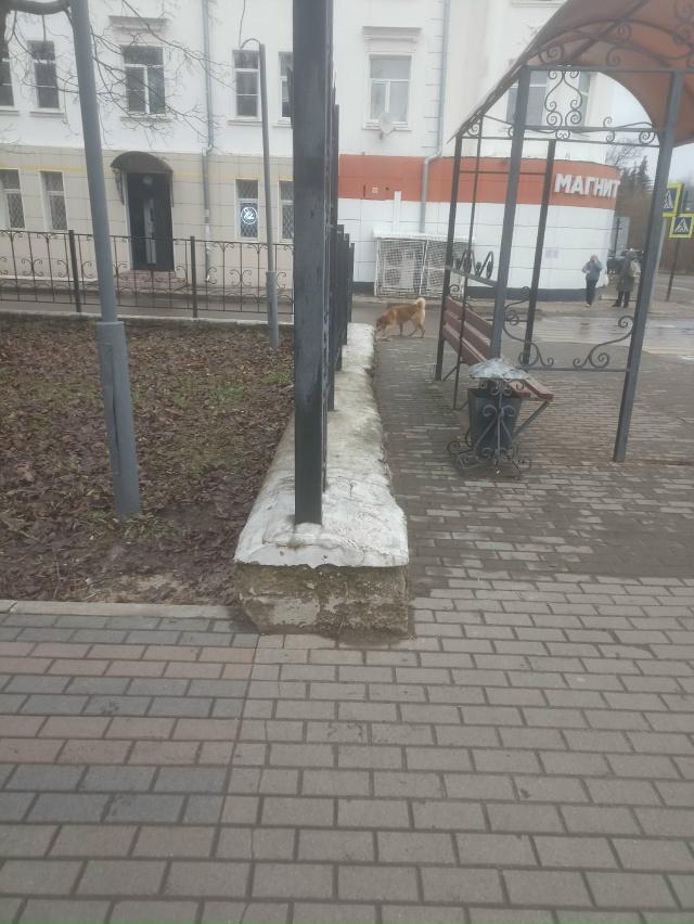 Чья бегает? С ошейником и цепью
В центре города, в 13:54
Ан...