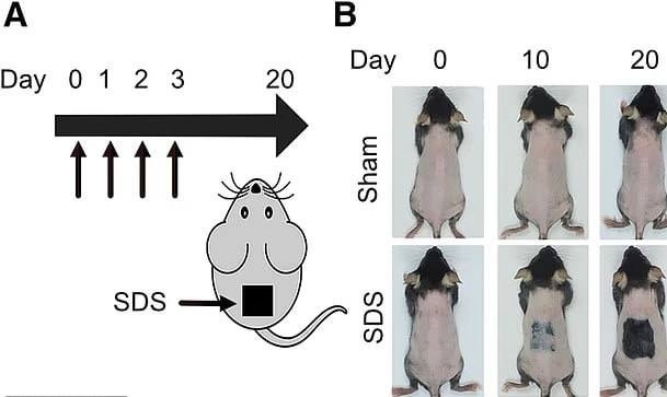 👴Ученые нашли лекарство от облысения
Великие умы из...