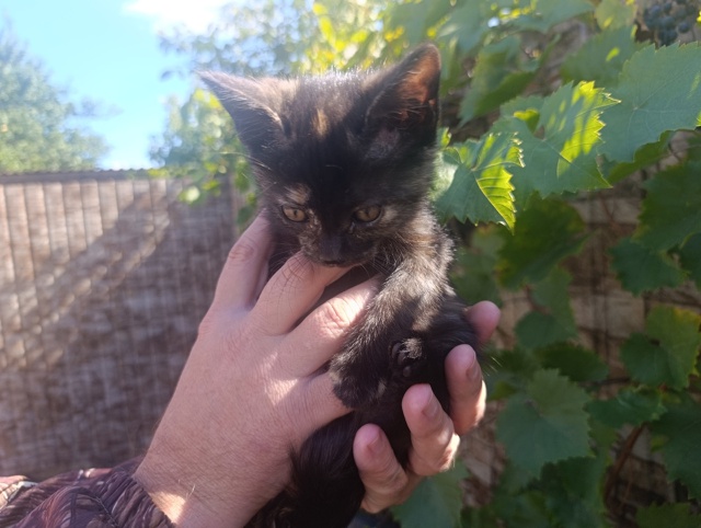 Отдам котят в добрые руки. 1 мальчик и 1 девочка.
Котятат...