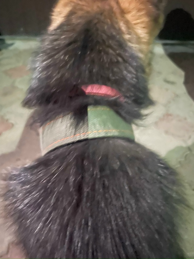 Всем добрый вечер. Увязалась за прохожей немецкая овча...