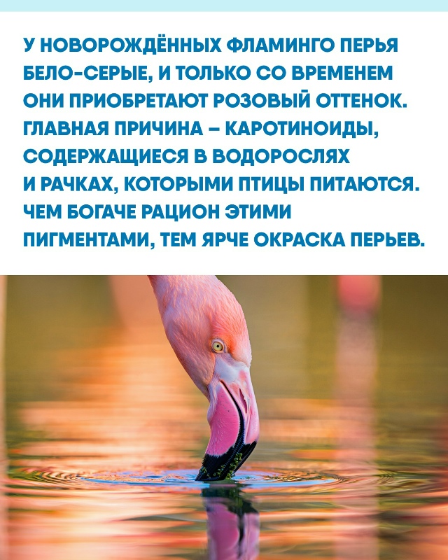 Иногда самые яркие краски в природе зависят не от гено?...