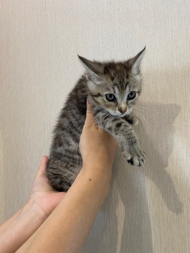 Ищет дом котёнок, девочка.
Найдена на улице, очень чист?...