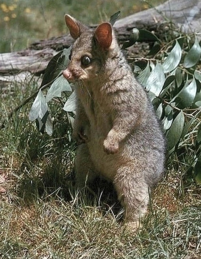 Опасный зверь
Лисий кузу демонстрирует всю свою мощь ?...