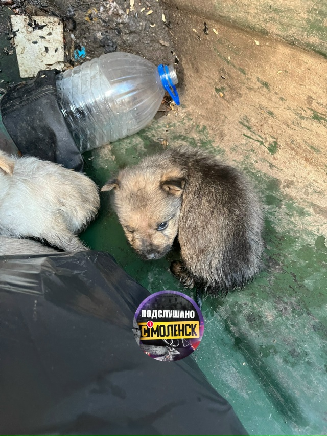 ‼В Смоленске щенят выкинули в мусорный бак
Как расск...