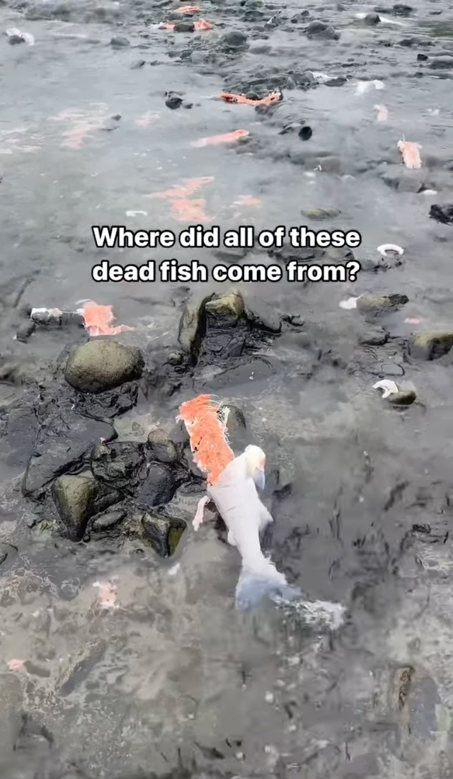 Медведи, как и дети, не всегда доедают свою еду. Только ?...