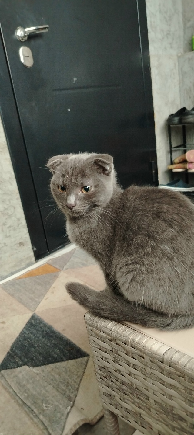 Отдаю в добрые руки, так как одна семья просили оставит...