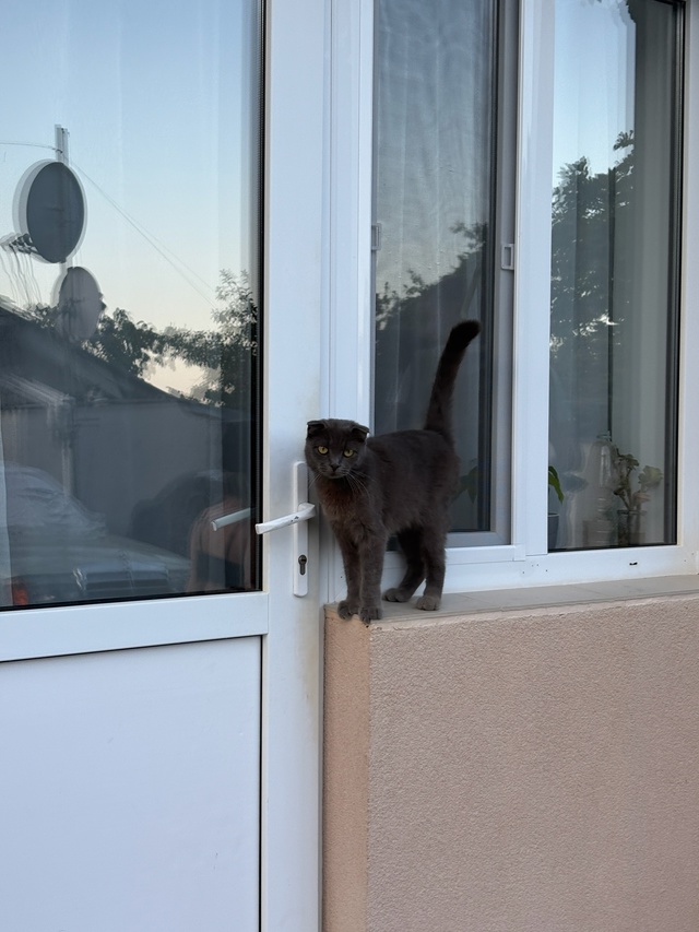 Ялтинские коты
#котоохота