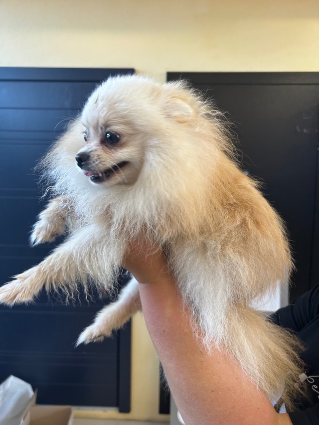 Нашли собаку , шпиц
Станция , находится в офисе окна дв?...