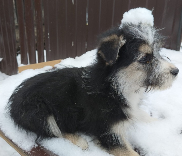 Очень нужна ваша помощь! 🙏 Этих малышек нашли в завяза...