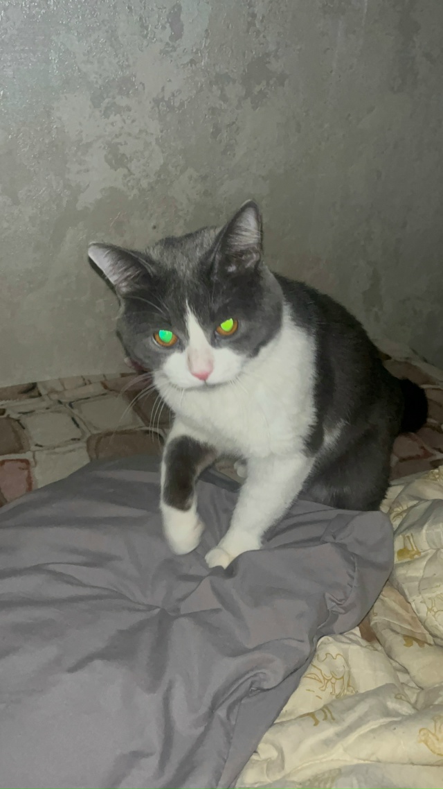 Мой поросеночек по кличке Сёмский