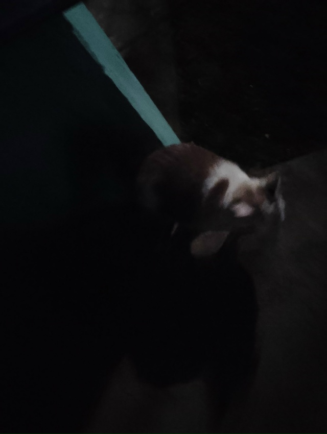 Чей потеряшка? Ухоженный, темный ошейник, видно что дом...