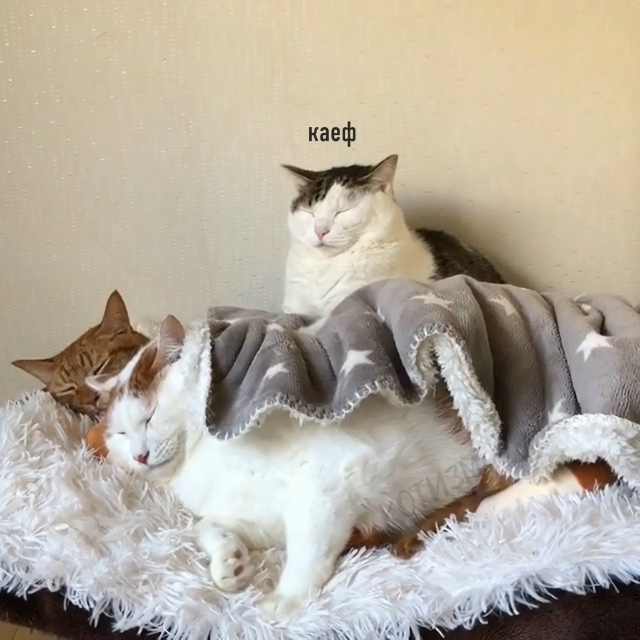 Любовный треугольник Мяуковского
Пересылайте посты б...