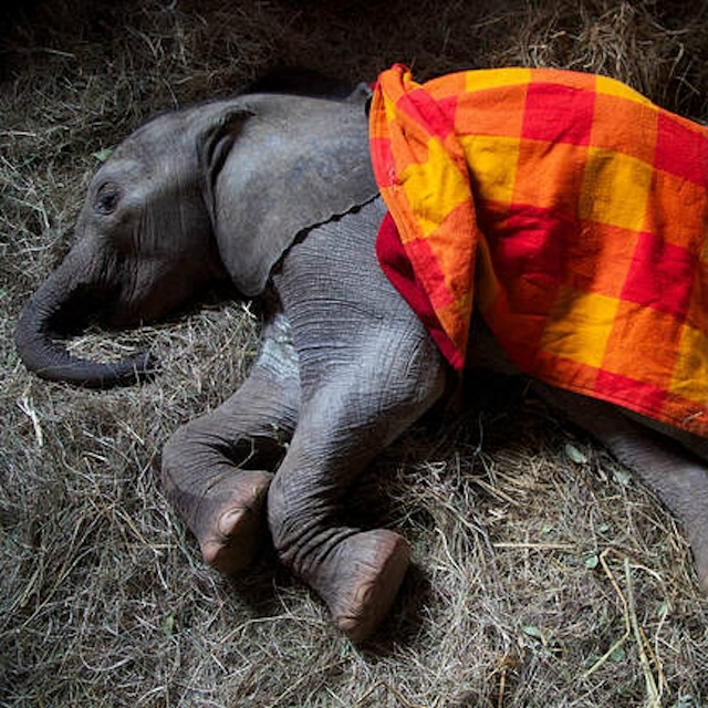 В Кении в саванне, недалеко от Найроби, есть особенное ?...