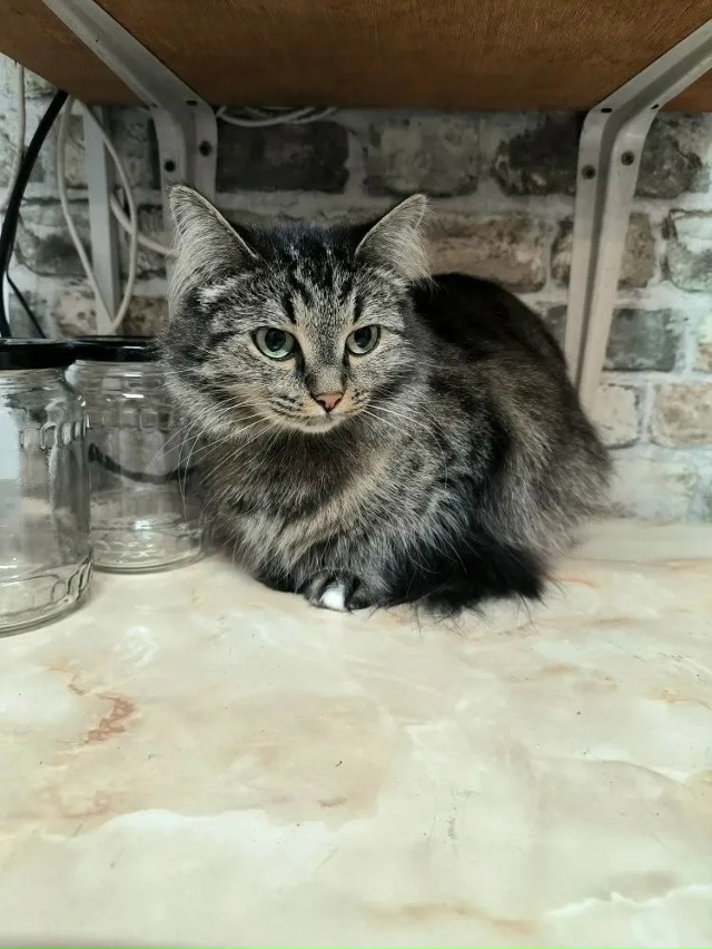 Потерялась кошка