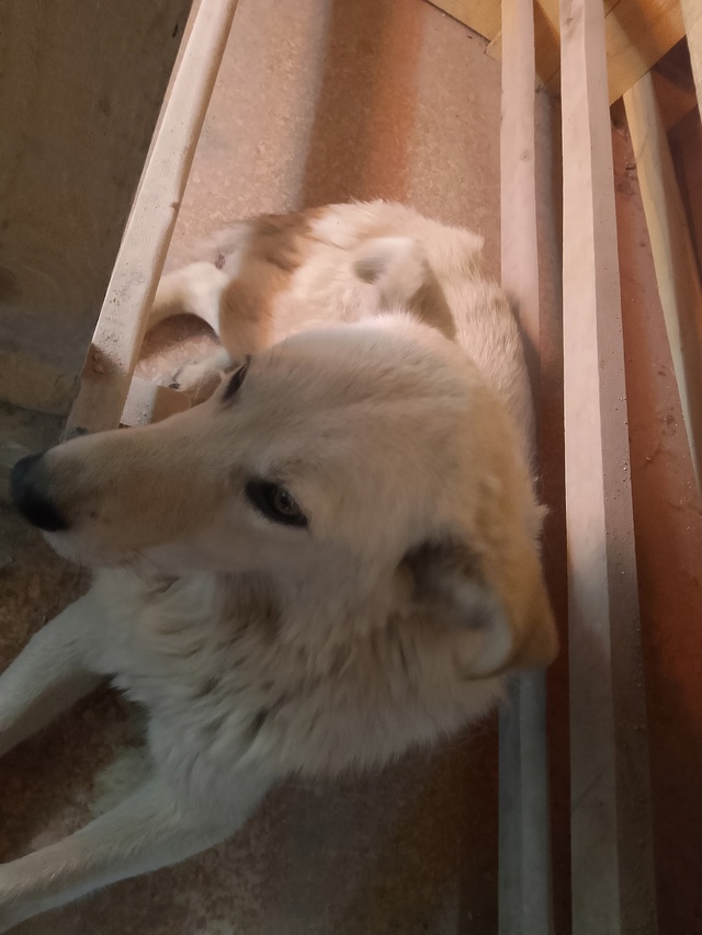 Шнырь нашёлся! Был отвезен в ветклинику, прооперирован...