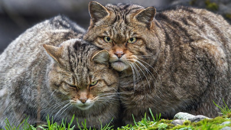 Перед вами европейский лесной кот (Felis silvestris) — это небольшая скрытная дикая кошка, которая ж