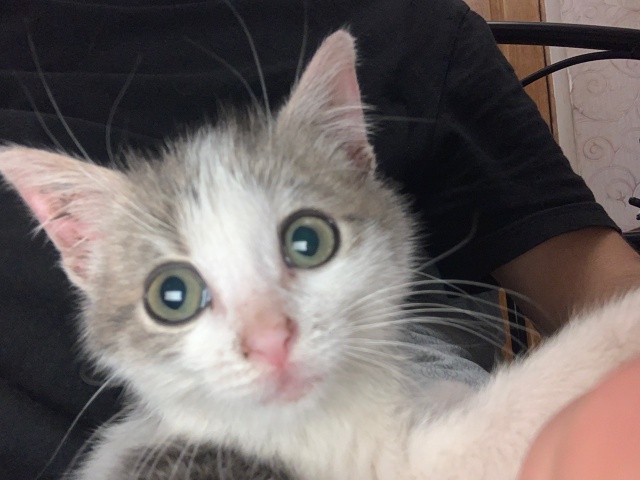 Отдаем в руки котенка,кошечка ласковая ,игривая ,любоп?...