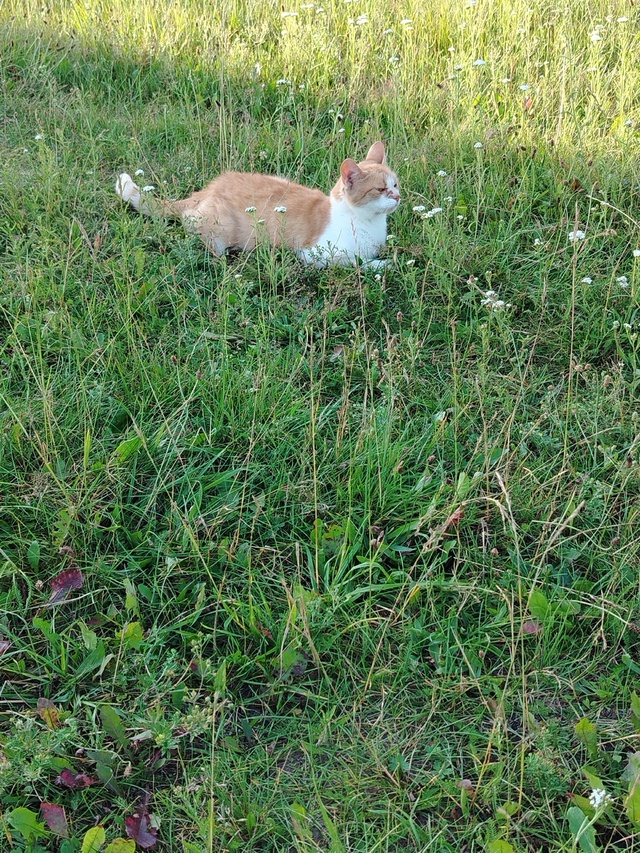 ✨Акция🐯Внимание! Раздаётся,из добрых рук, в добрые ру...