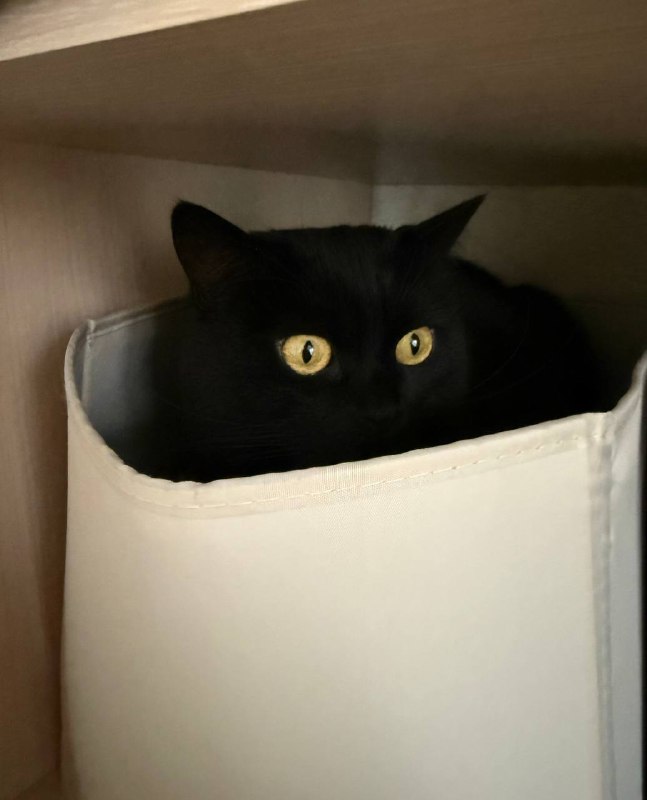 когда искала кота полчаса, а он все это время сидел в ящичке в шкафу 😐