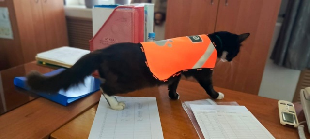 🐈‍ Помните пушистого сотрудника железнодорожной ста...