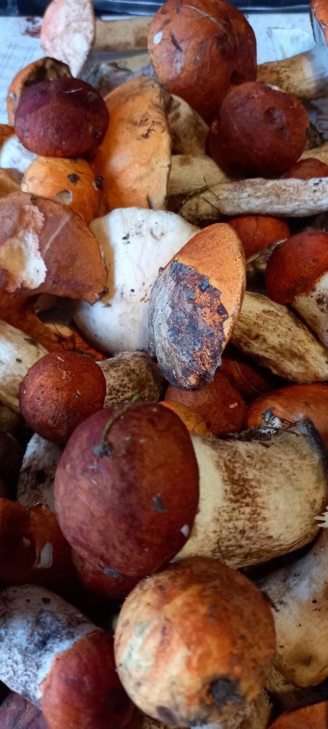 Красавчики грибочки.