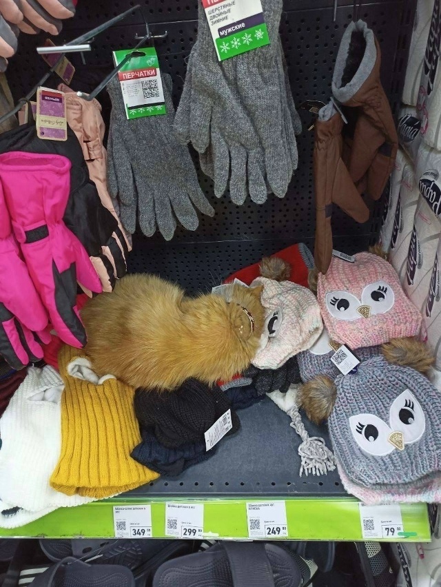🐈Самую пушистую шапку обнаружили в одном из магазино?...