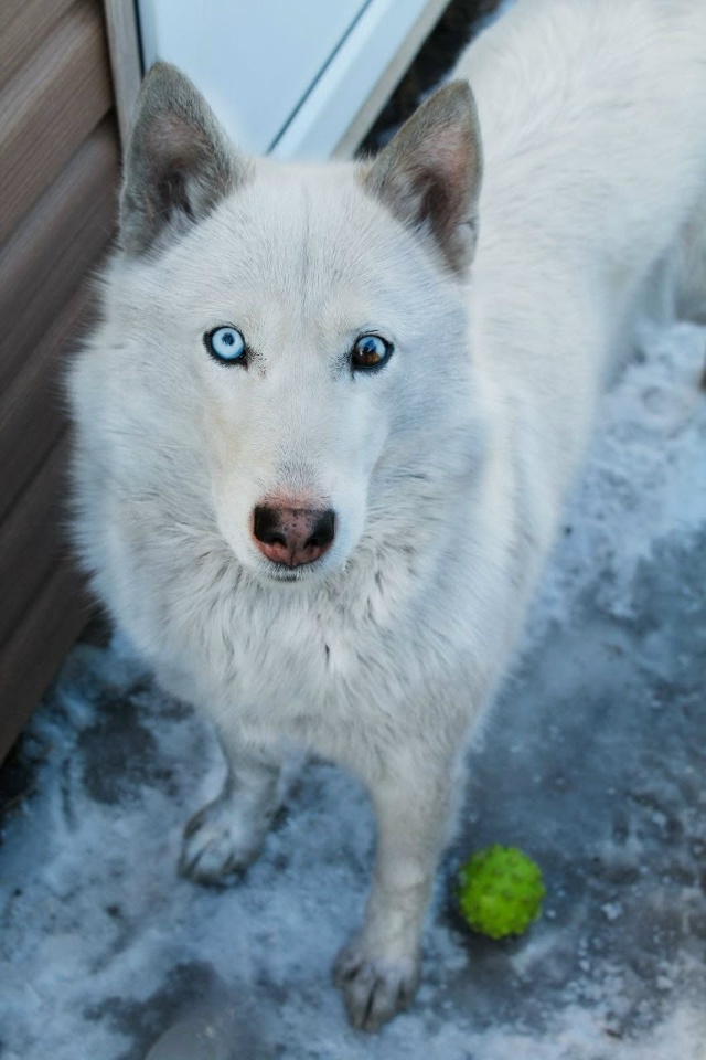 Пропала собака, кличка Луна. Если кто-нибудь видел, нап?...