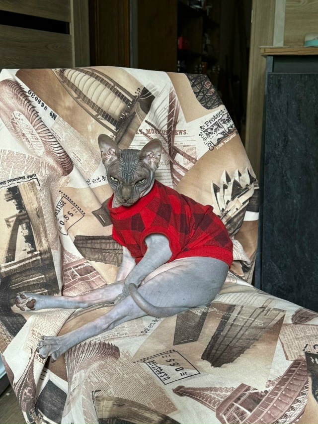 Дон Котильон.