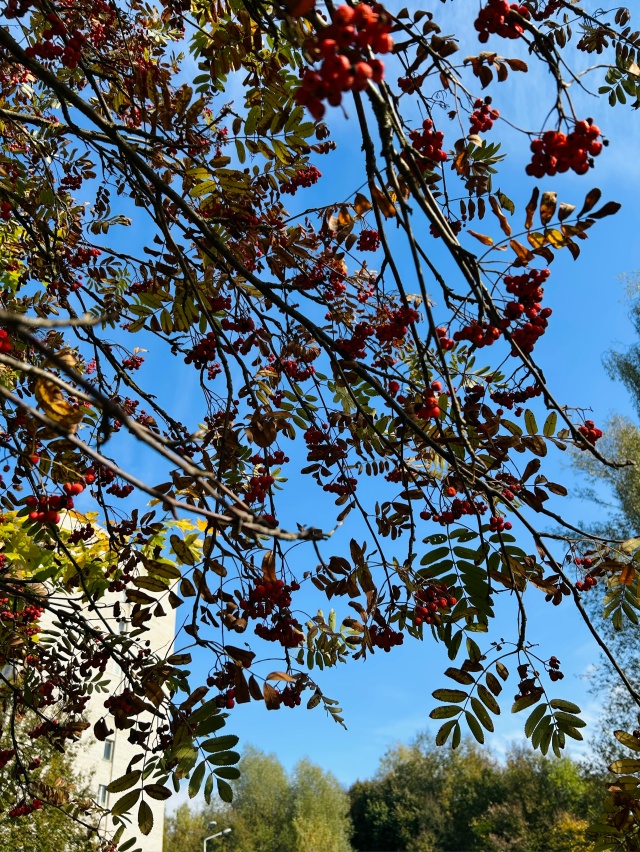 🍂🍁🍃