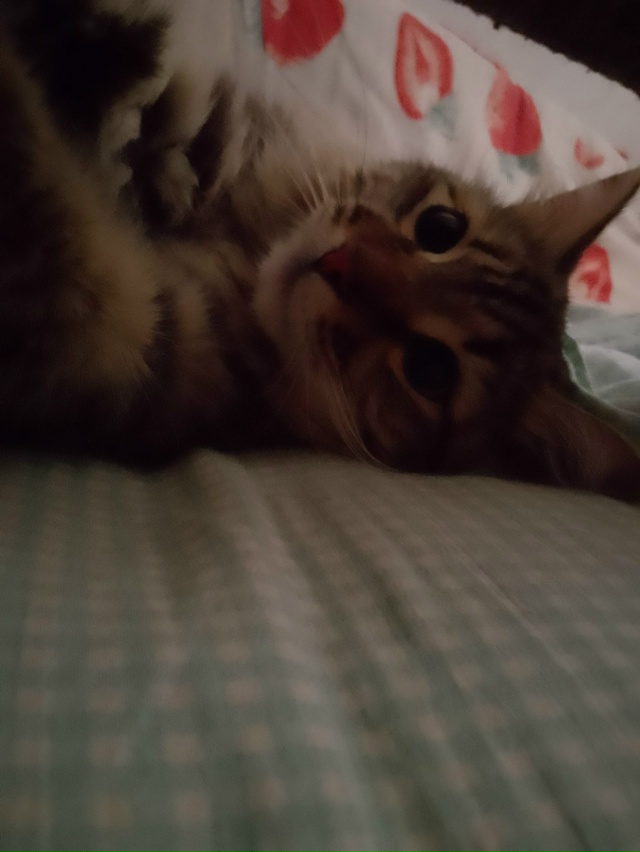 Сначала поиграю с мамой и спать ,держась с ней лапкой